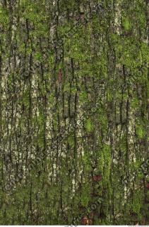 tree bark 0010